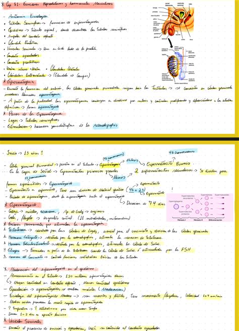 Resumen Del Cap 81 Guyton Res Academy