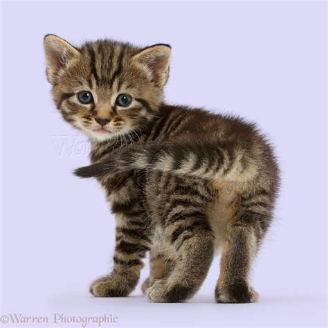 Cute Tabby Kitten Standing And Looking Round Photo Wp