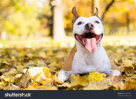 Portrait Happy Dog Stock Photo 341635307 Shutterstock