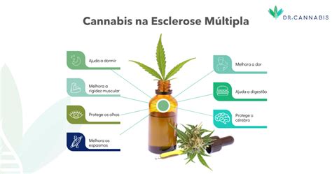 Uso Da Cannabis No Tratamento Da Esclerose M Ltipla