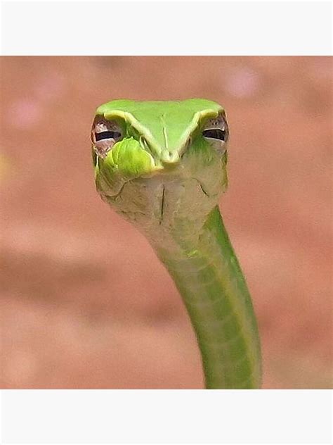 Judgmental Green Vine Snake Poster By Michaelroman Redbubble