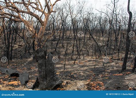 Burnt Eucalyptus Trees Suffered from the Fire Stock Photo - Image of intense, disaster: 187219812