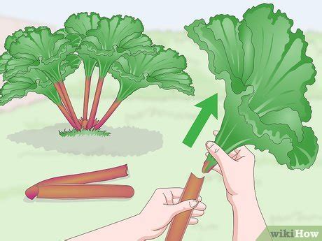 How to Harvest Rhubarb the Right Way When It’s Ripe