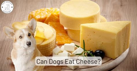 Can Dogs Eat Cheese Expert Insights