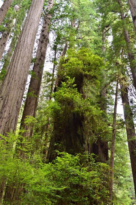 Giant Redwood Forest National Park in Northern California Stock Photo ...