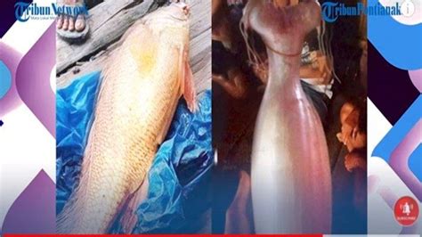 Sekali Angkat Pemancing Ini Kaya Mendadak Umpan Dimakan Ikan Tirus