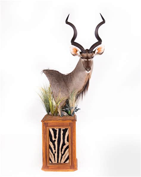 Taxidermy Projects Splitting Image Taxidermy