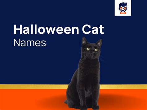 1020 Halloween Cat Names For Your Little Fur Baby