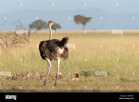 African Birds Serengeti Birds Hi Res Stock Photography And Images Alamy