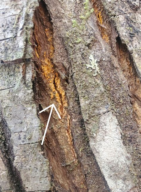 Chestnut Blight – THE OZARK CHINQUAPIN FOUNDATION