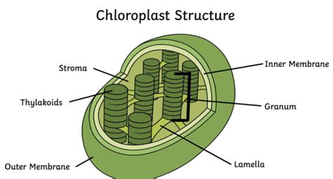 Difference Between Mitochondria And Chloroplast Parts Diagrams