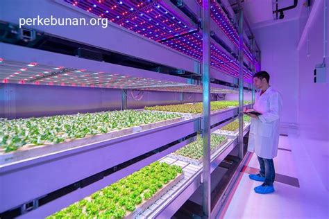 TANAMAN YANG COCOK UNTUK INDOOR FARMING Perkebunan Org