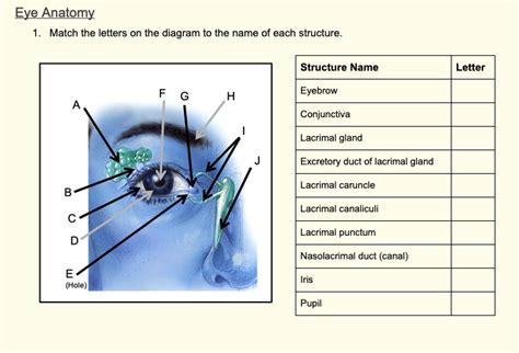 SOLVED: Eye Anatomy: Match the letters on the diagram to the name of each structure. Structure ...