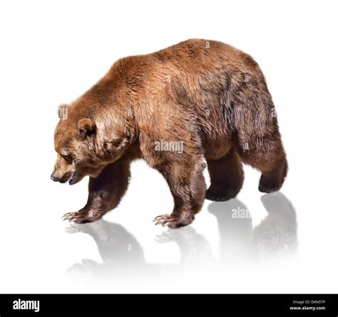 Brown Bear White Background