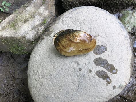 Eastern Hellbender Survey and Freshwater Mussel Survey COL-428-6.65