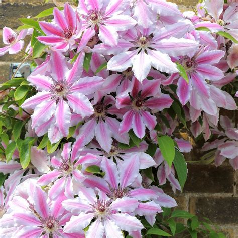 Clematis Nelly Moser Climbing Plants From Ornamental Trees