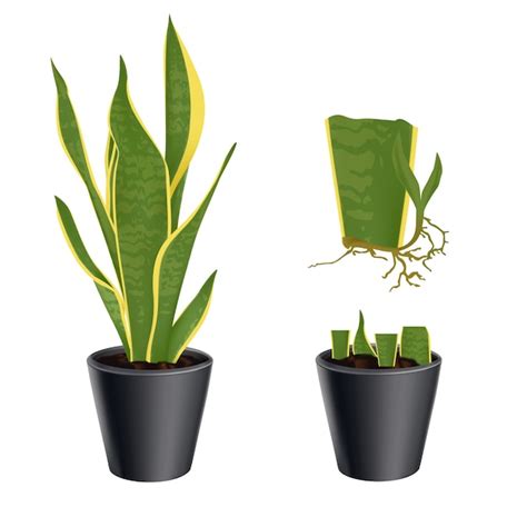 Definir Ilustra O Propaga O Vegetativa De Uma Planta Sansevieria