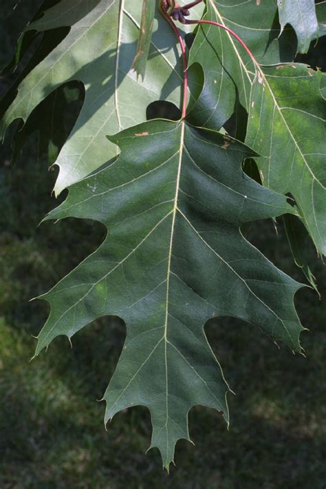 Quercus Rubra Fagaceae Leaf Whole Upper Surface