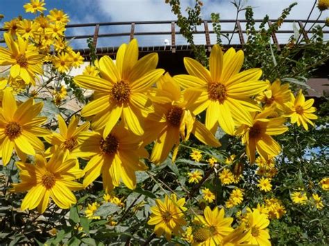 DESCUBRE EL SIGNIFICADO DEL LAS FLORES AMARILLAS