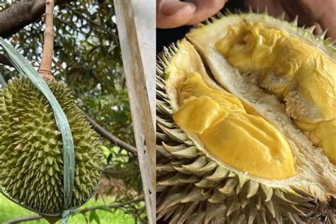 Bukan Palembang Ini 7 Daerah Penyumbang Hasil Panen Durian Terbesar Di