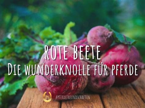 Rote Beete F R Pferde Eine Wahre Wunderknolle