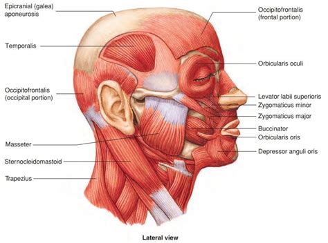 Head muscles, Face muscles anatomy, Muscle anatomy