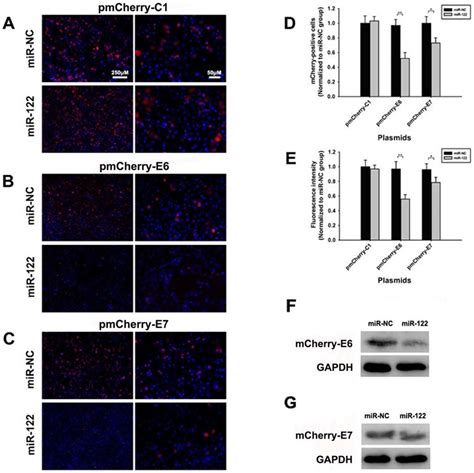 The Confirmation Of Mir 122 Direct Inhibition On Hpv16 E6 Mrnas A C