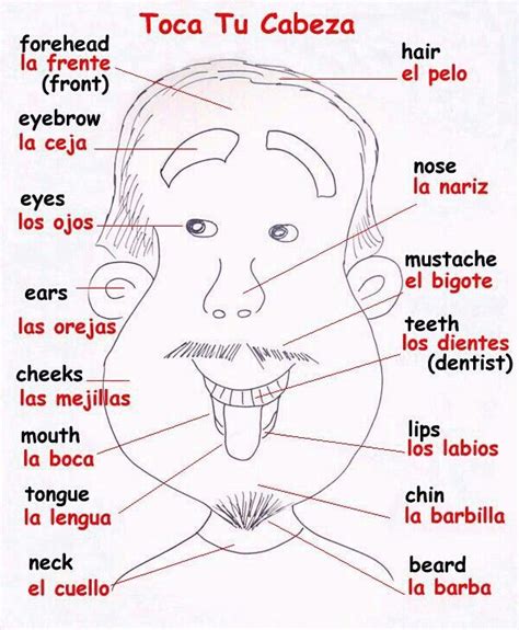 Partes De La Cara En Ingles