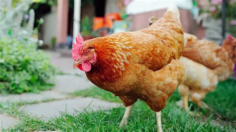 Golden Comet Chicken Breed Guide Origin Weight Meat Egg Production And More Breedingchickens