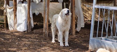 CALIGOLA DEL VELINO SIRENTE Allevamento Del Velino Sirente Cani Da