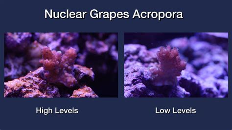 Grow Corals Faster With Elevated Reef Tank Parameters Brstv