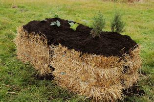 The Pros And Cons Of Straw Bale Gardening