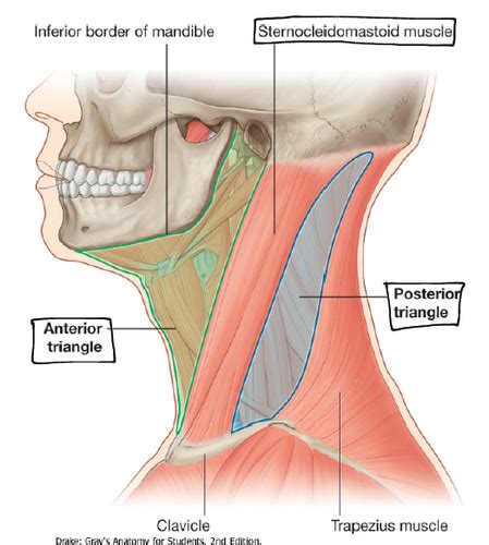 Assessing The Neck Flashcards Quizlet