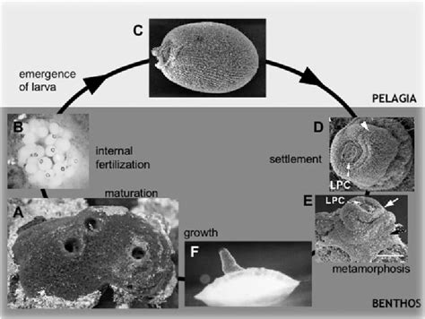 Figure 2 From The Origin Of The Pelagobenthic Metazoan Life Cycle What