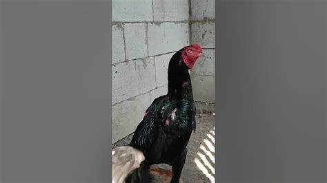 pecinta lar kumbang ayambangkokindonesia ayambangkokimport