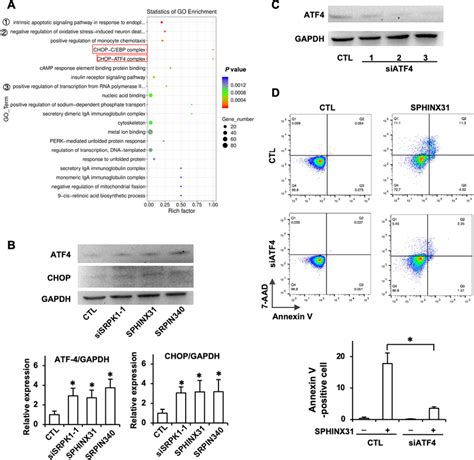 The Atf4chop Pathway Is A Downstream Target Of Srpk1 Inhibition A Yt