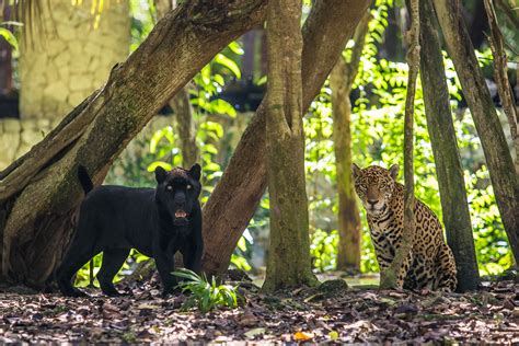 Mexican Government Recognizes Experiencias Xcaret for its Wildlife Care