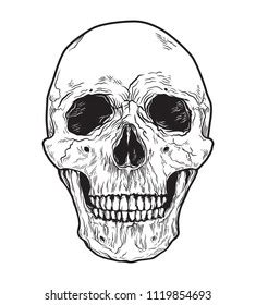 Anatomic Skull Vector Art Detailed Handdrawn Stock Vector Royalty Free