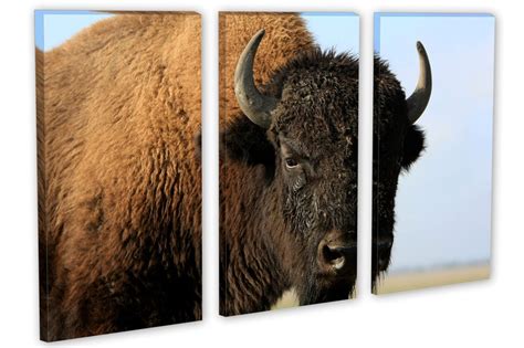 Close Up Bison Canvas Print Wall Art Buffalo Print Animal Etsy