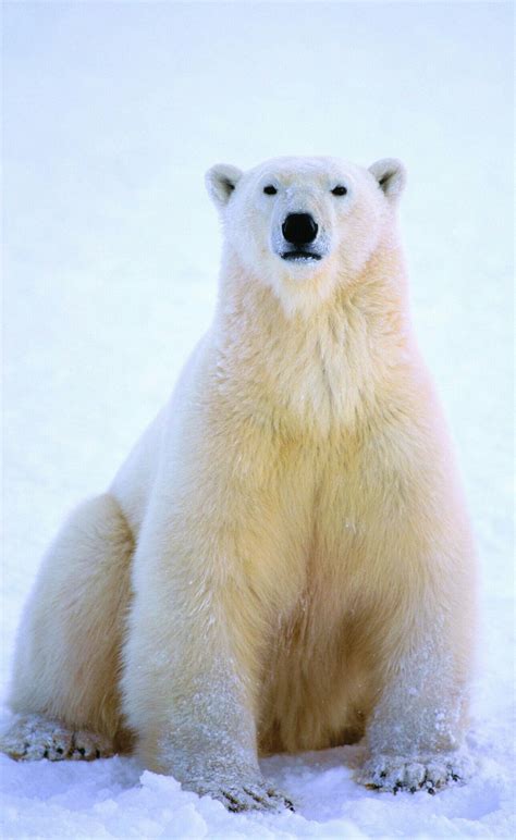 Polar Bear Sitting Down