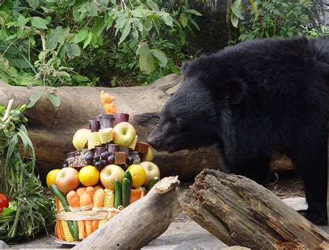 臺北市立動物園 新聞稿 臺灣黑熊「黑糖」生日 保育向前走