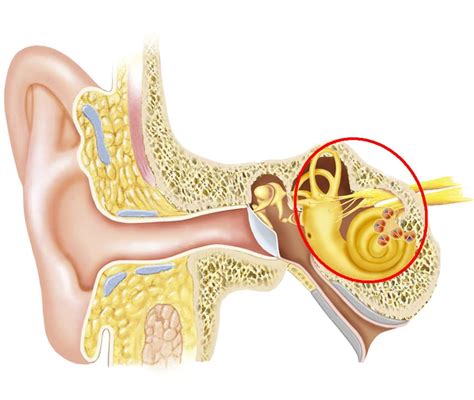 Orecchio Interno è Fatto e Come Funziona