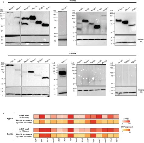 Disparities Between Transcription Mrna And Protein Levels In A