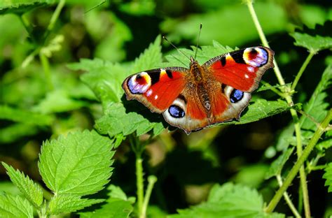 Kostenlose Foto Natur Wald Blume Tierwelt Insekt Bunt Fauna