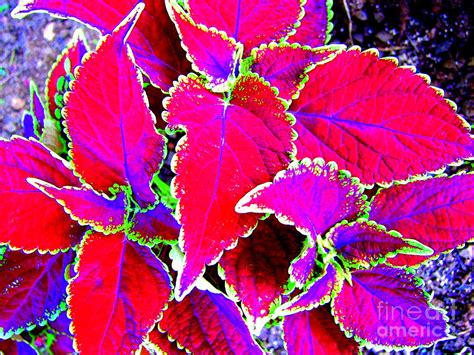 Psychedelic Coleus Photograph By Mary Deal Pixels