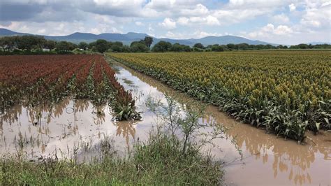 Lluvias Afectan 3 Mil Hectáreas De Cultivos En Guanajuato Periódico