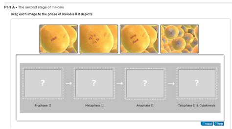 Solved The Second Stage Of Meiosis Drag Each Image To The