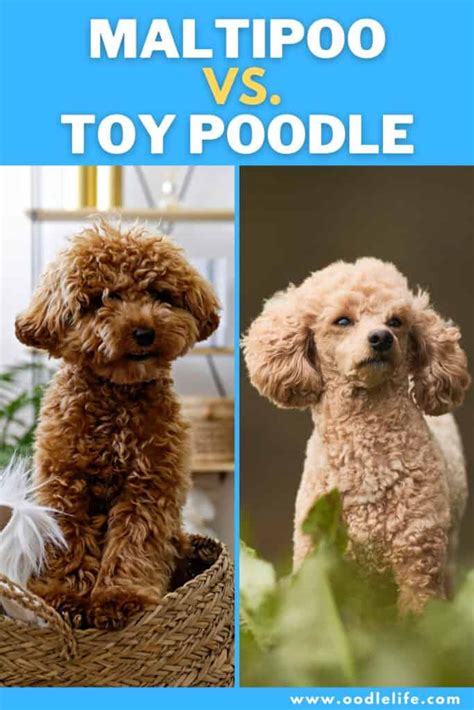 Whats The Difference Between A Toy And Miniature Poodle