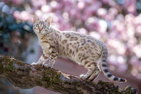 What Is A Snow Bengal Cat Cat Bytes