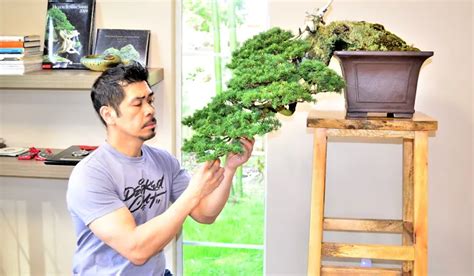 Expert Japanese Maple Pruning Class